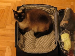 Cat in a suitcase