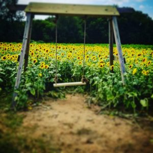 A swing set in a field of sunflowers