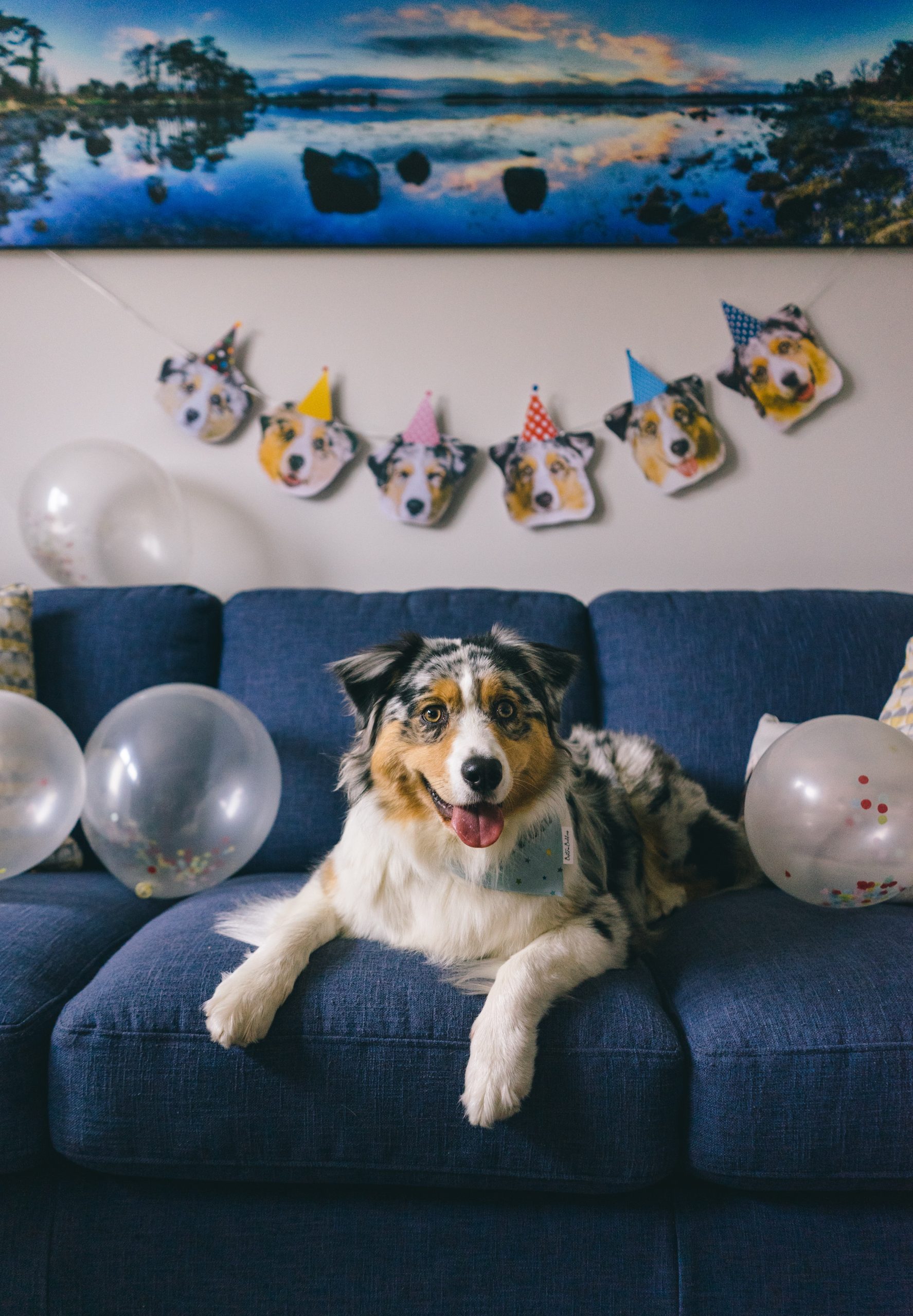 Australian shepherd on a blue couch with clear ballloons there's a birthday banner of other dogs on the wall and a lovely painting above that.