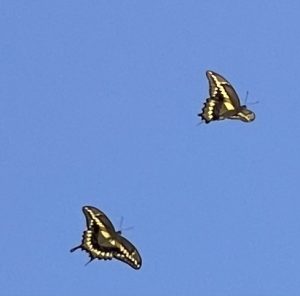 Two butterflies in a blue sky