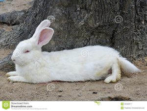 rabbit-white-sleeping-under-tree-34450917
