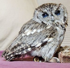rescued-blind-owl-zeus-7