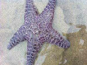 Sea star 